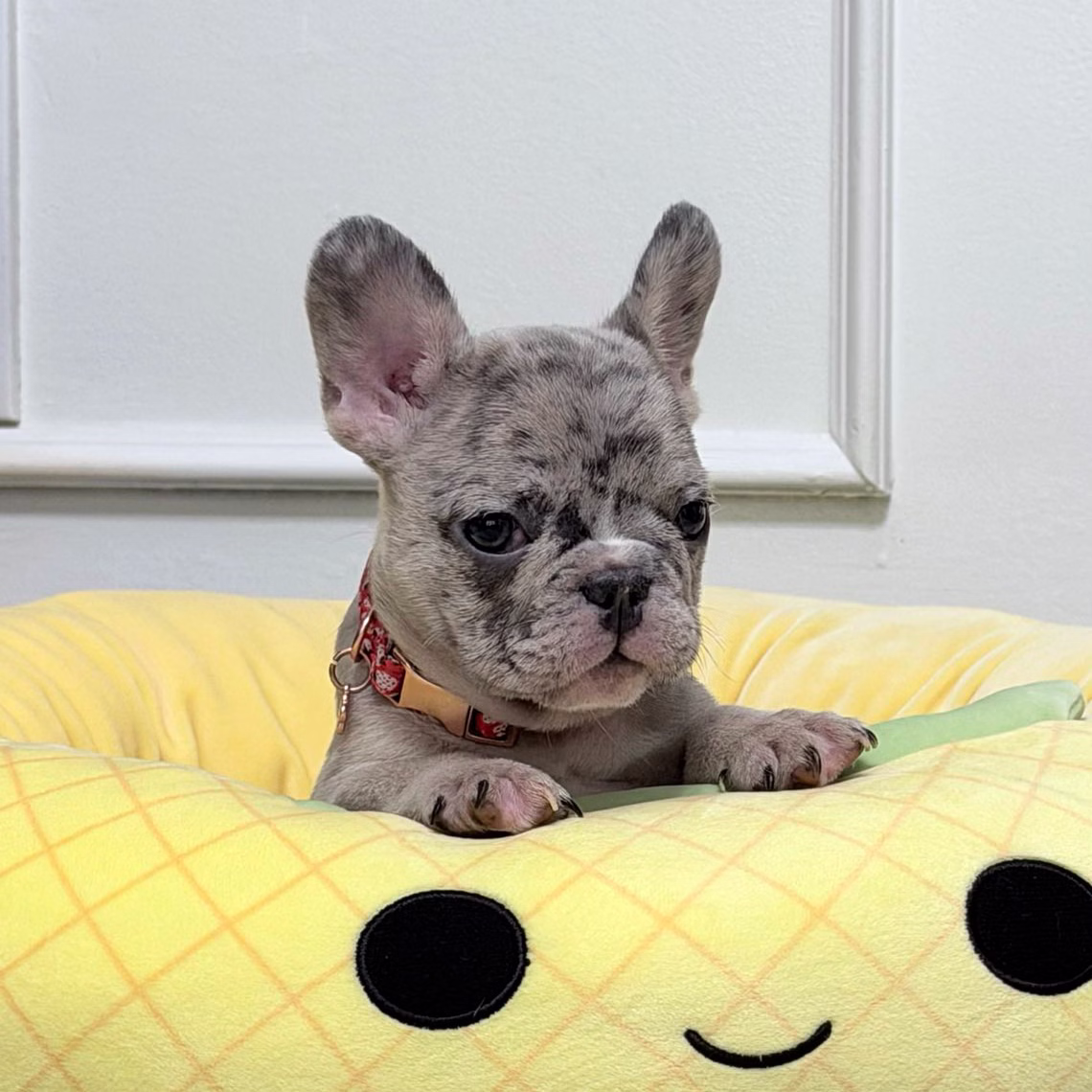French Bulldog, female, blue merle, puppy with health guarantee and pedigree available a Alabama, Florida, Georgia, North Carolina, South Carolina, Tennessee, California, Illinois, Colorado, Texas.