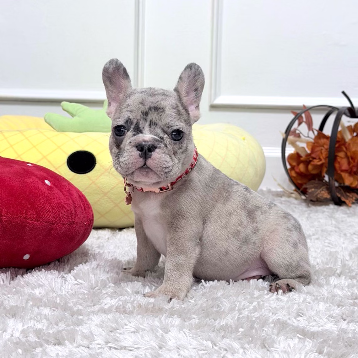 French Bulldog, female, blue merle, puppy with health guarantee and pedigree available a Alabama, Florida, Georgia, North Carolina, South Carolina, Tennessee, California, Illinois, Colorado, Texas