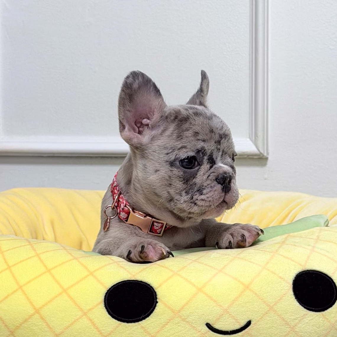 French Bulldog, female, blue merle, puppy with health guarantee and pedigree available a Alabama, Florida, Georgia, North Carolina, South Carolina, Tennessee, California, Illinois, Colorado, Texas