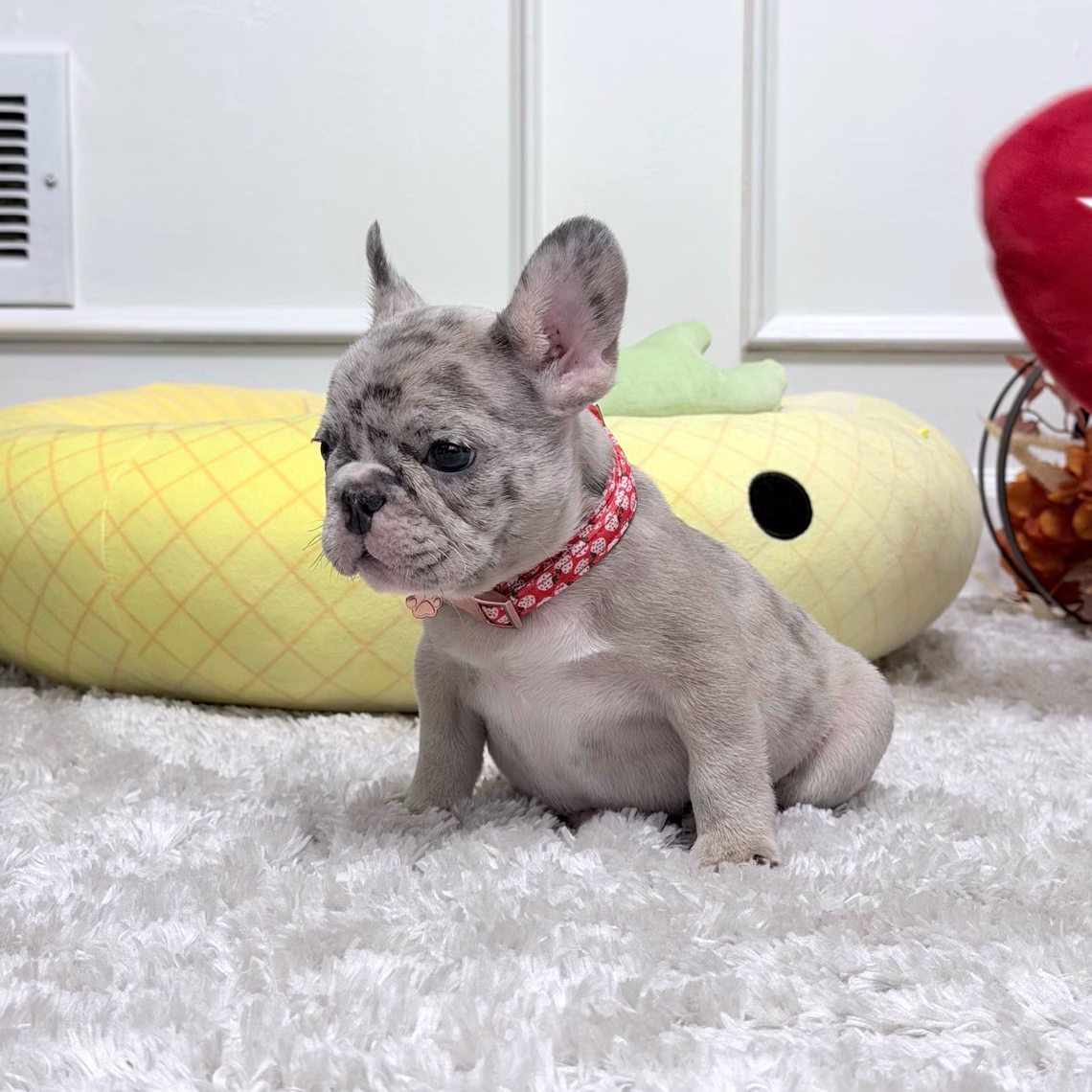French Bulldog, female, blue merle, puppy with health guarantee and pedigree available a Alabama, Florida, Georgia, North Carolina, South Carolina, Tennessee, California, Illinois, Colorado, Texas.