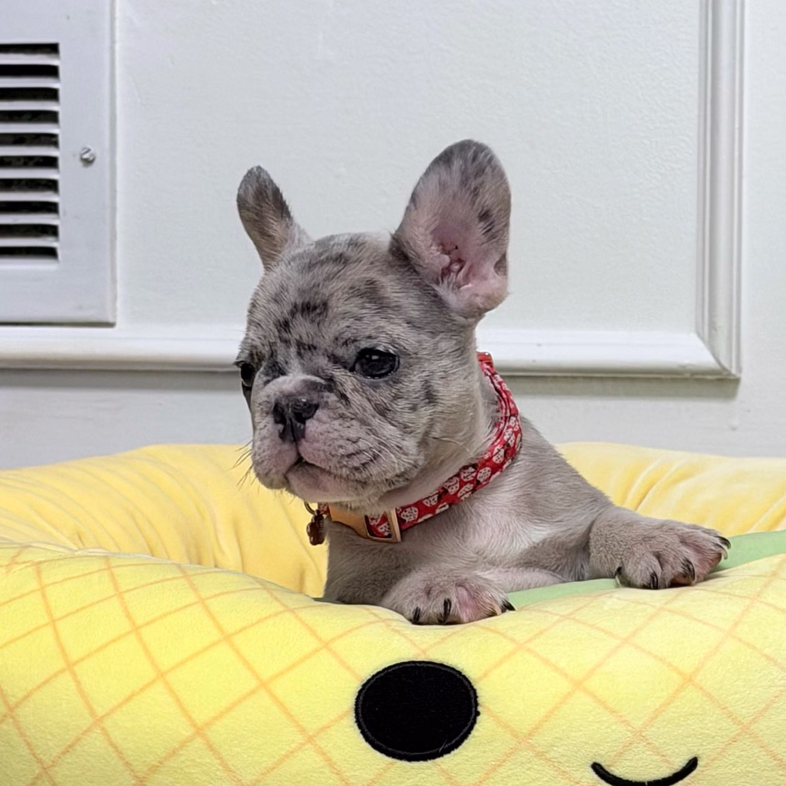 French Bulldog, female, blue merle, puppy with health guarantee and pedigree available a Alabama, Florida, Georgia, North Carolina, South Carolina, Tennessee, California, Illinois, Colorado, Texas.