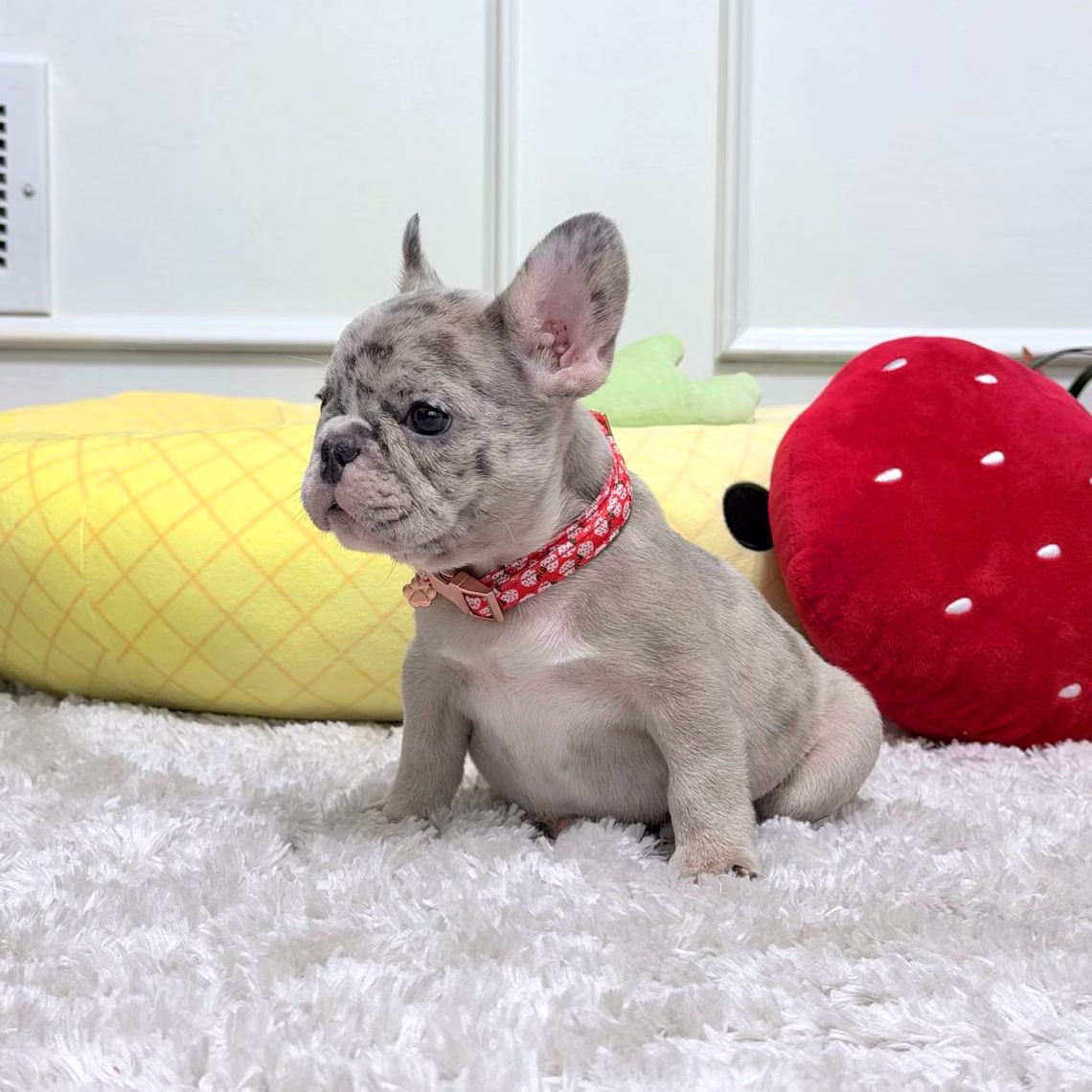 French Bulldog, female, blue merle, puppy with health guarantee and pedigree available a Alabama, Florida, Georgia, North Carolina, South Carolina, Tennessee, California, Illinois, Colorado, Texas.