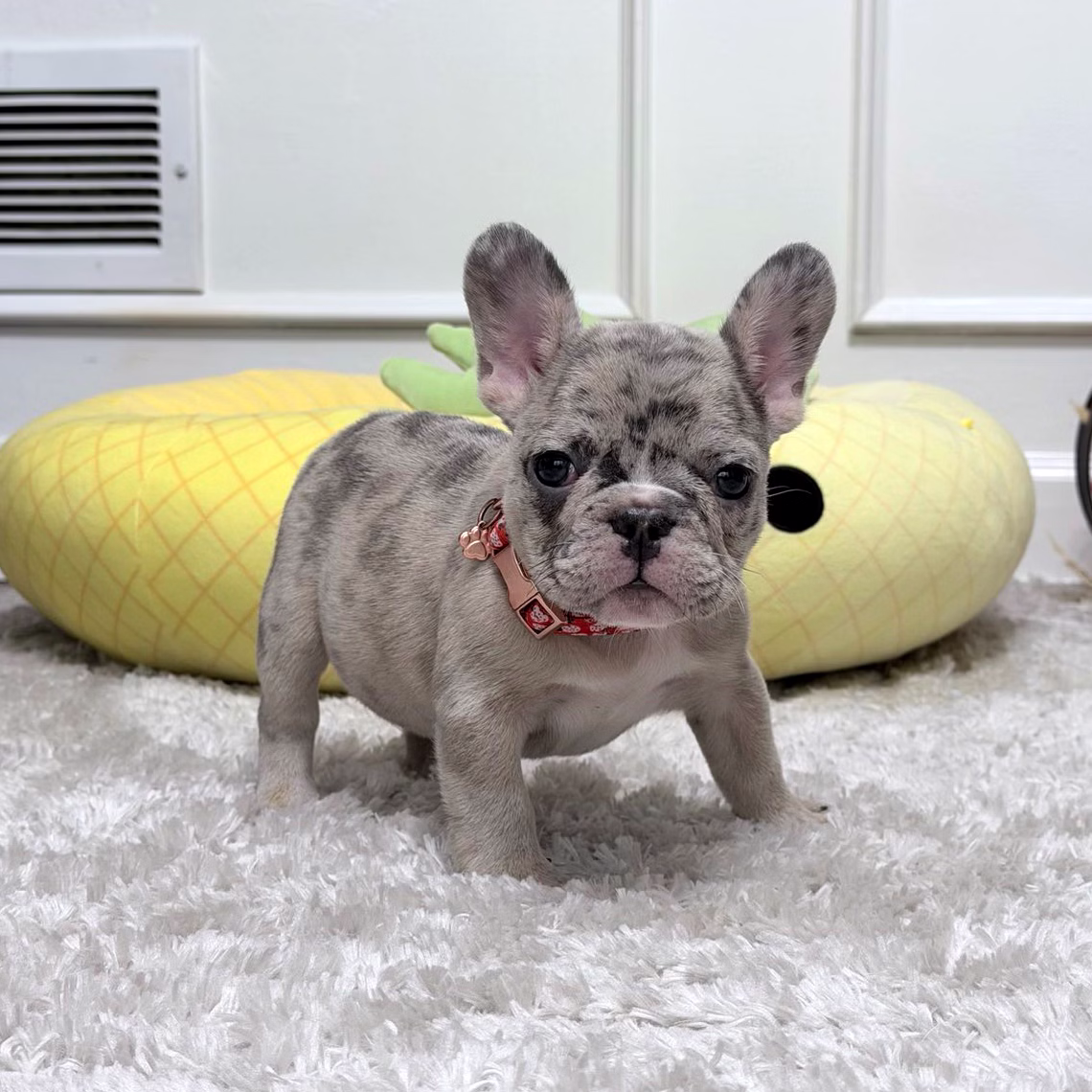French Bulldog, female, blue merle, puppy with health guarantee and pedigree available a Alabama, Florida, Georgia, North Carolina, South Carolina, Tennessee, California, Illinois, Colorado, Texas.
