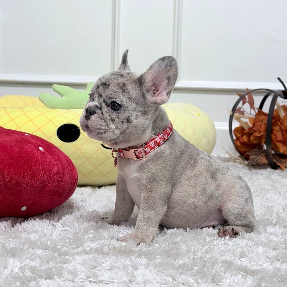 0-02-01-b07d26585c053adf17b1fefa8b9379081b7ef64301339dff21bfda69148a46b8_baa0d5e1e51cc07a-fotor-2025102118248