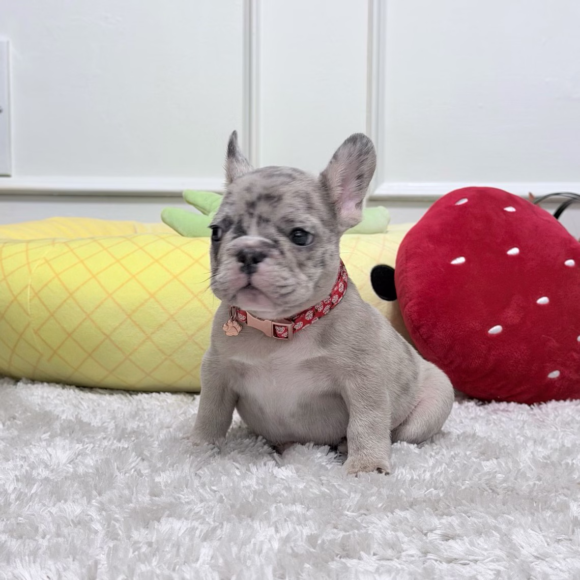 French Bulldog, female, blue merle, puppy with health guarantee and pedigree available a Alabama, Florida, Georgia, North Carolina, South Carolina, Tennessee, California, Illinois, Colorado, Texas.