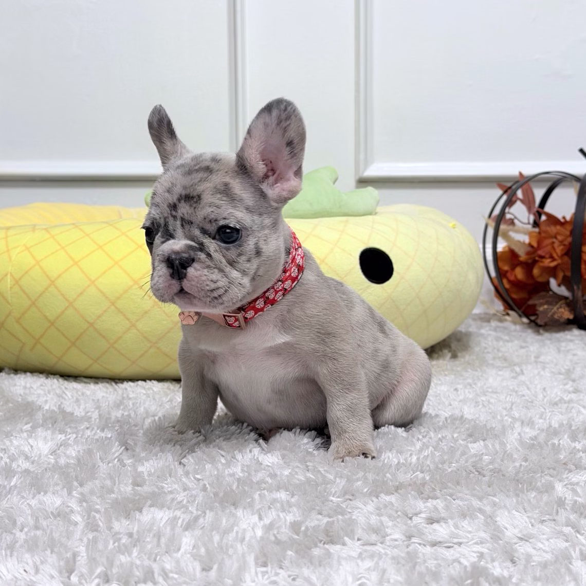 French Bulldog, female, blue merle, puppy with health guarantee and pedigree available a Alabama, Florida, Georgia, North Carolina, South Carolina, Tennessee, California, Illinois, Colorado, Texas.