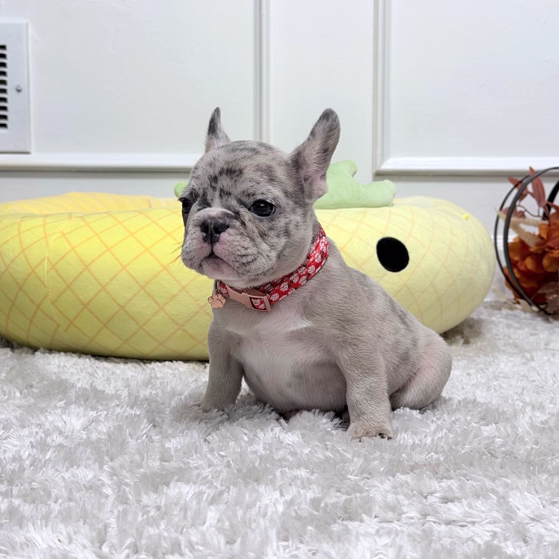 French Bulldog, female, blue merle, puppy with health guarantee and pedigree available a Alabama, Florida, Georgia, North Carolina, South Carolina, Tennessee, California, Illinois, Colorado, Texas