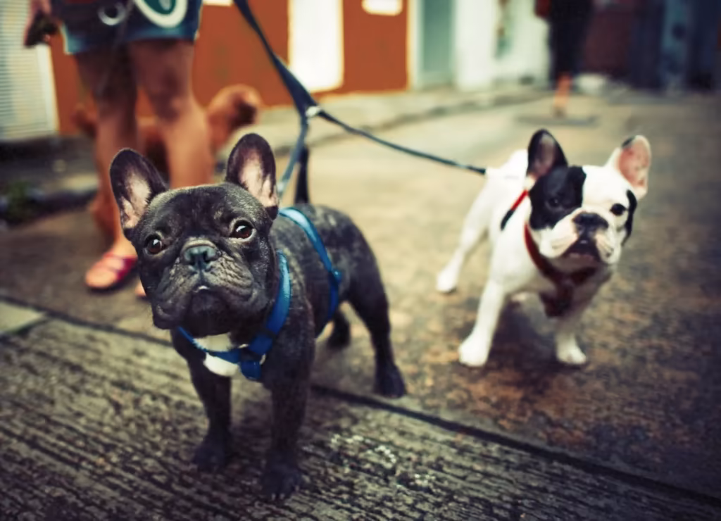 Male vs Female French Bulldog: Which One Is Right for Your Family?
