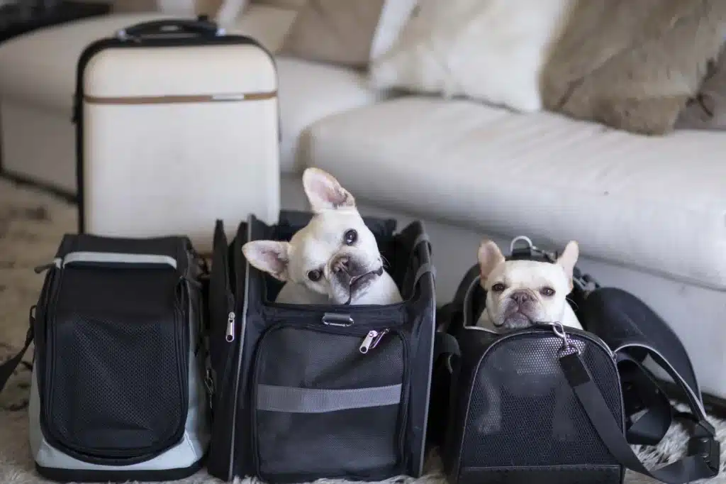 Traveling with a French Bulldog: Tips for Stress-Free Trips