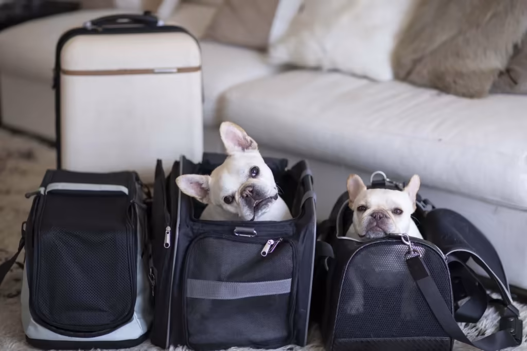 Traveling with a French Bulldog: Tips for Stress-Free Trips