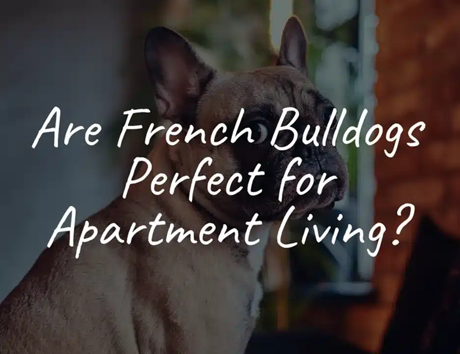 Are French Bulldogs Perfect for Apartment Living?
