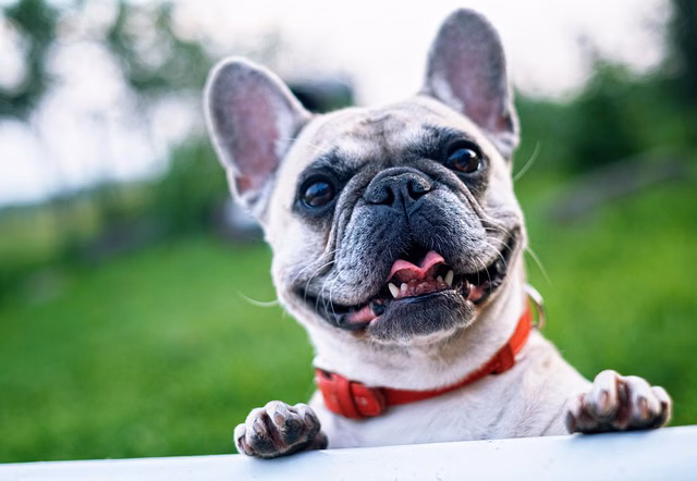 Are French Bulldogs Good Family Dogs?