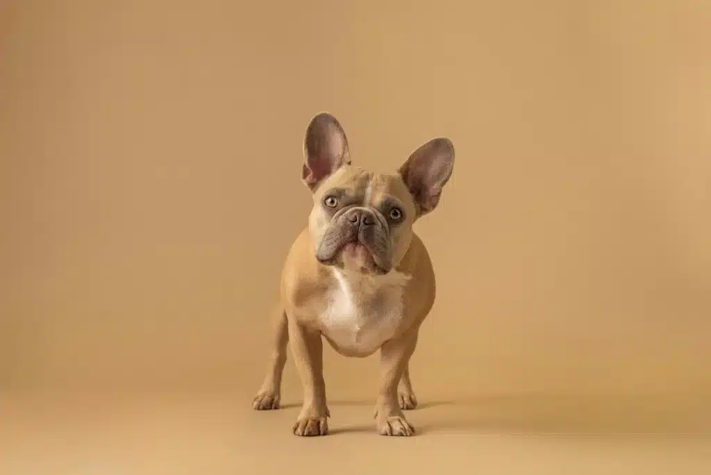Are Frenchies the Right Breed for a First-Time Owner?