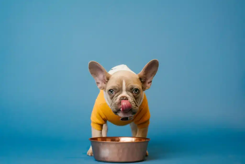 Why Health Testing Matters in French Bulldog Breeding