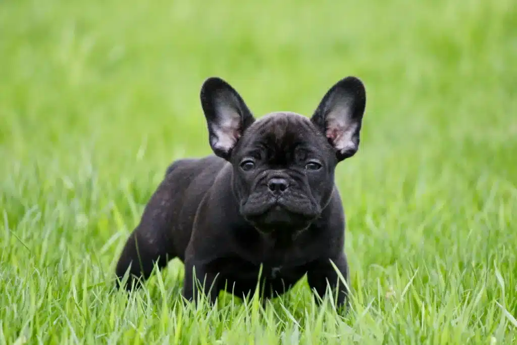 How to Care for a French Bulldog Puppy: A Simple Start
