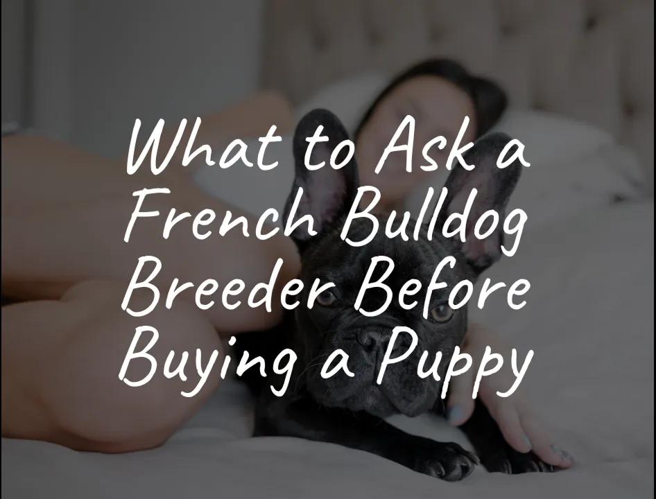 What to Ask a French Bulldog Breeder Before Buying a Puppy