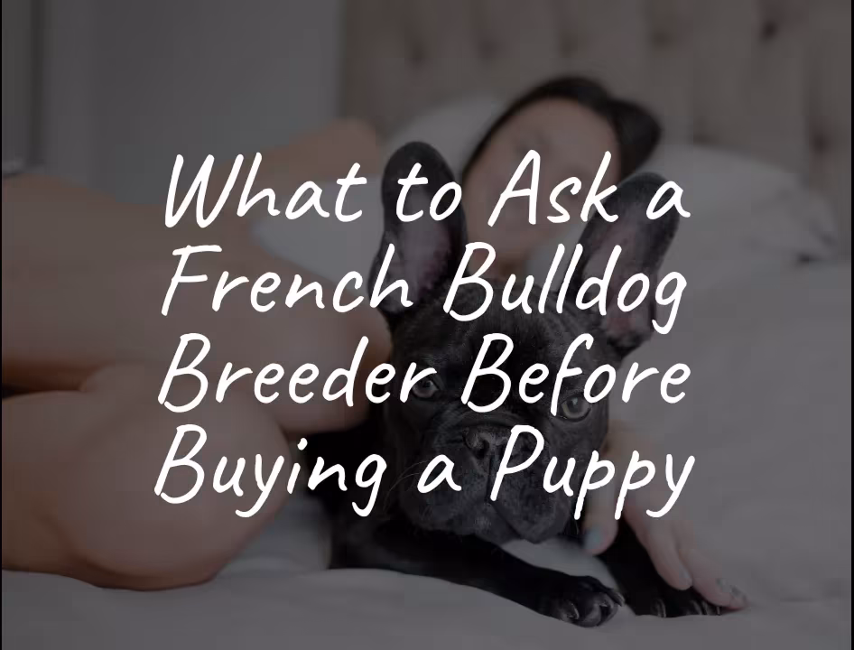 French Bulldog Puppies Available — Grab Yours Before They’re Gone French Bulldog Puppies Available — Grab Yours Before They’re Gone