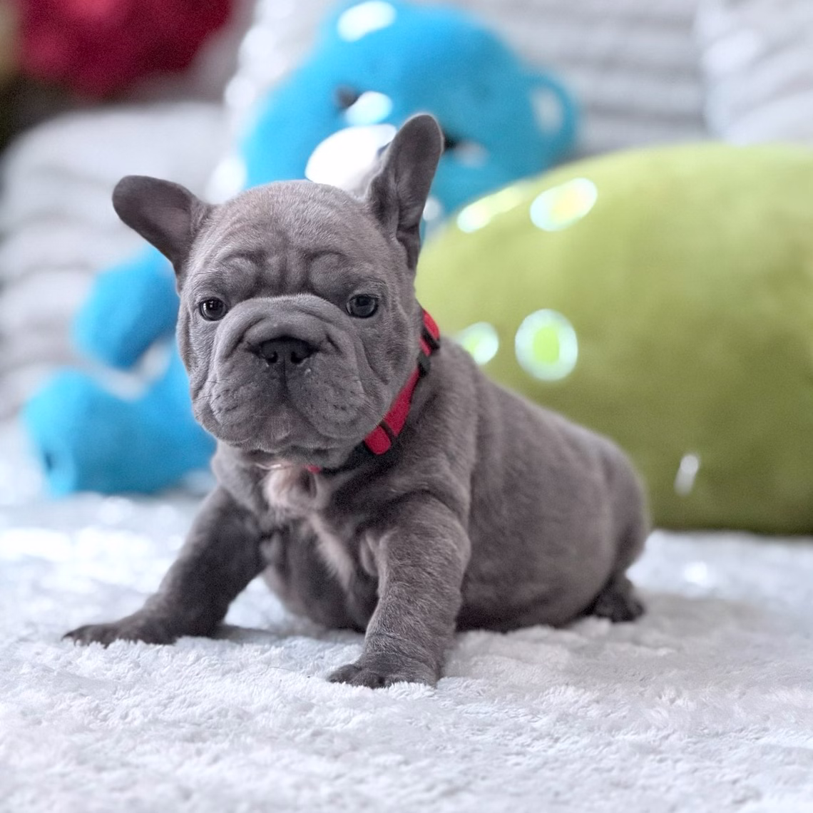 French Bulldog, female, blue, puppy with health guarantee and pedigree available a Alabama, Florida, Georgia, North Carolina, South Carolina, Tennessee, California, Illinois, Colorado, Texas