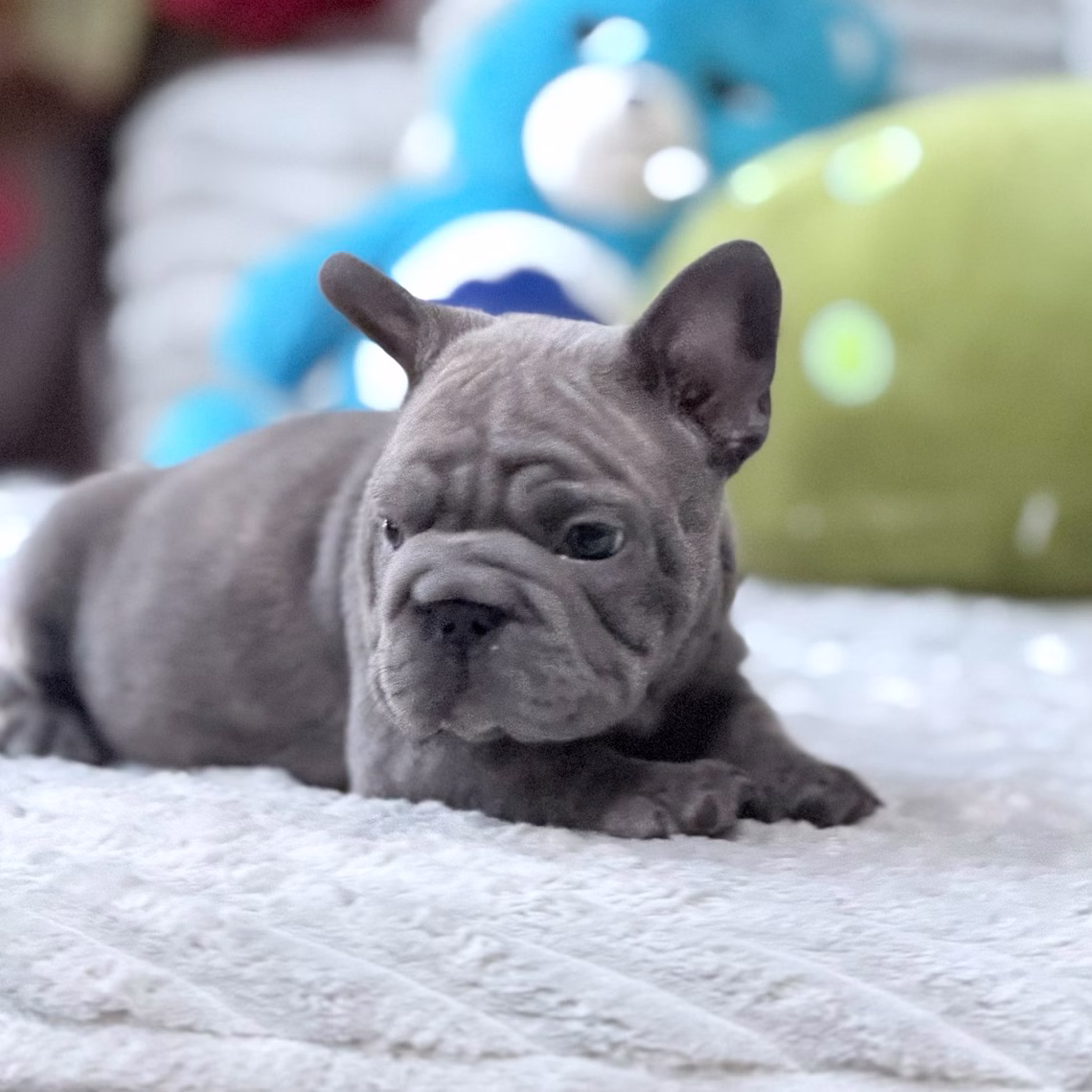 Top-quality French Bulldog puppies raised with love available in Alabama, Florida, Georgia, North Carolina, South Carolina, Tennessee, California, Illinois, Colorado, and Texas