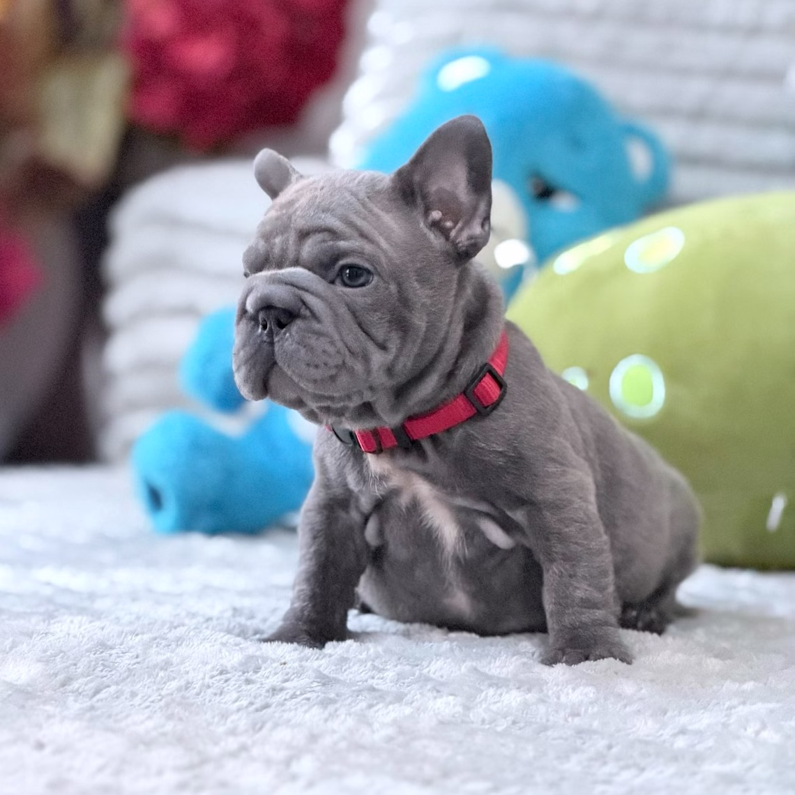 French Bulldog, female, blue, puppy with health guarantee and pedigree available a Alabama, Florida, Georgia, North Carolina, South Carolina, Tennessee, California, Illinois, Colorado, Texas