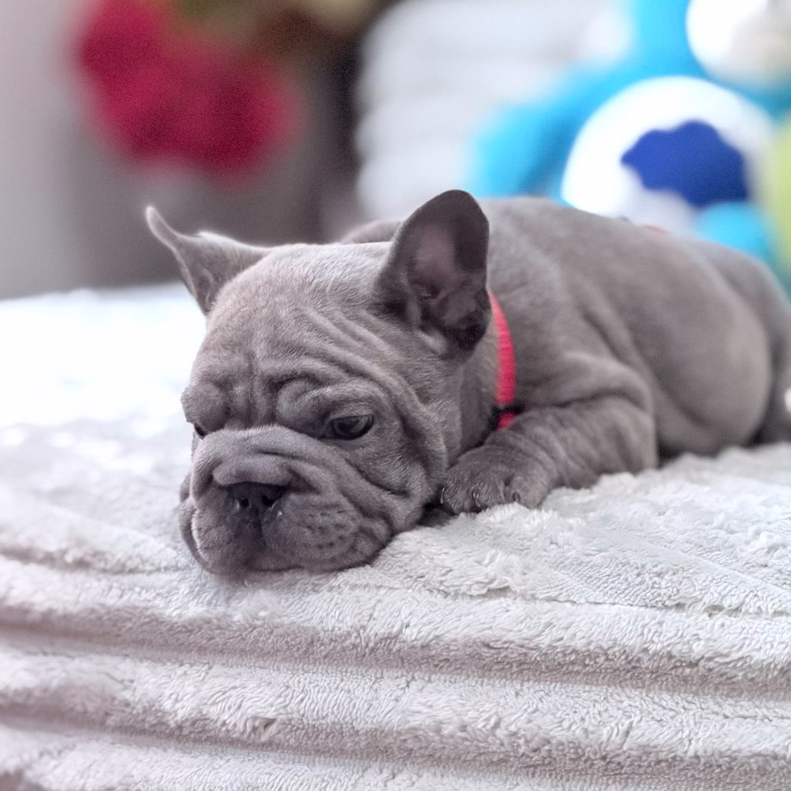French Bulldog, male, blue, puppy with health guarantee and pedigree available a Alabama, Florida, Georgia, North Carolina, South Carolina, Tennessee, California, Illinois, Colorado, Texas