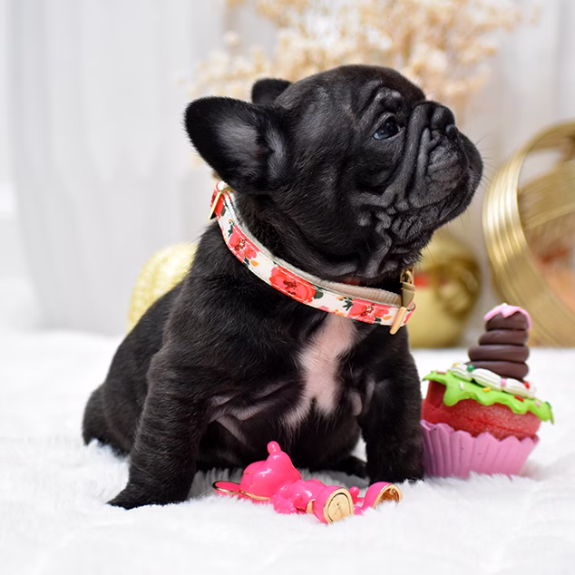 Female Black DOB 09.20 French Bulldog photo