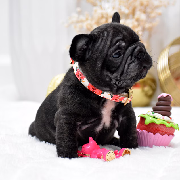 Female Black DOB 09.20 French Bulldog photo