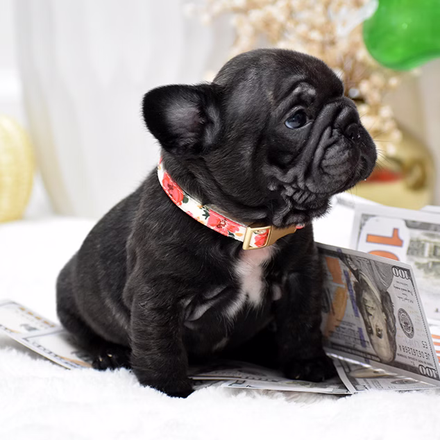 Female Black DOB 09.20 French Bulldog photo