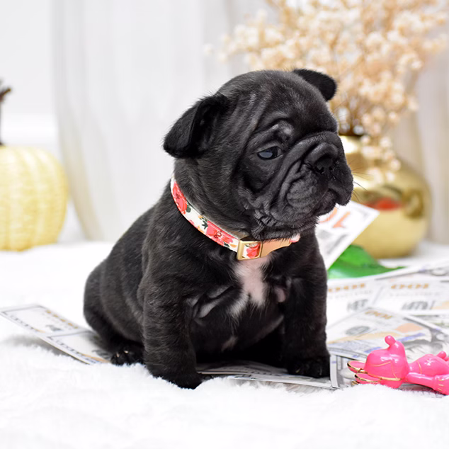 Female Black DOB 09.20 French Bulldog photo