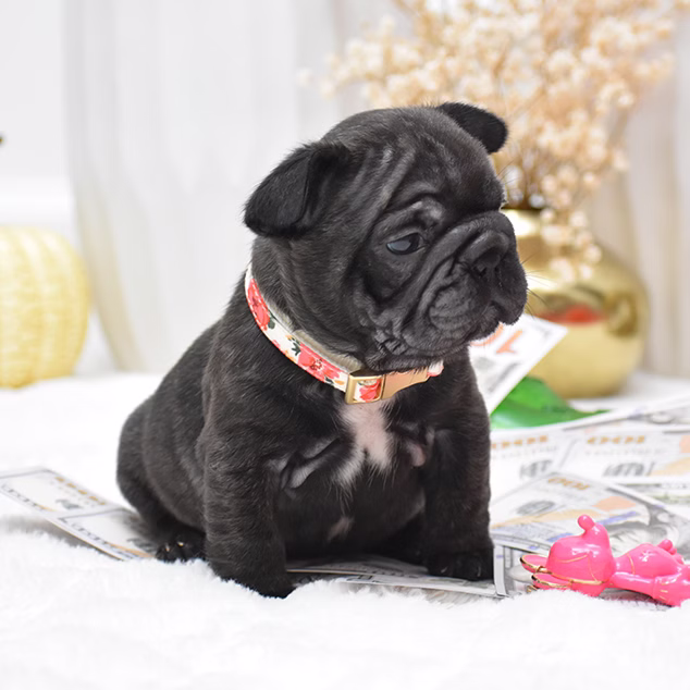 Female Black DOB 09.20 French Bulldog photo