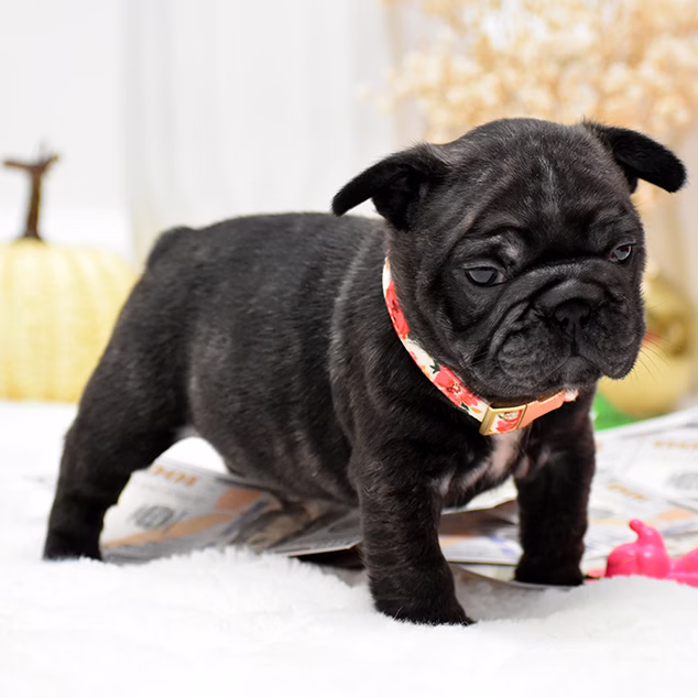 Female Black DOB 09.20 French Bulldog photo