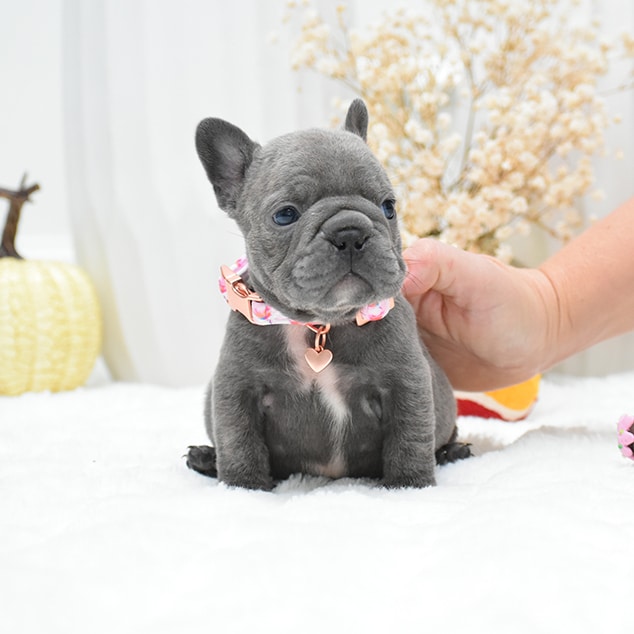 DSC_0814-fotor-20251027192014