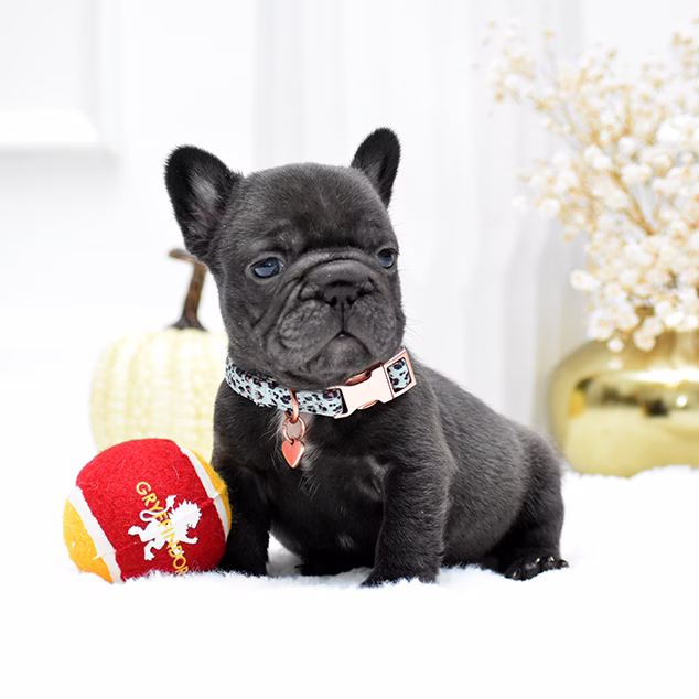 Male Chocolate DOB 09.20 French Bulldog photo