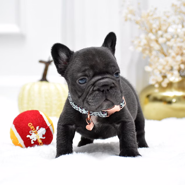 Male Chocolate DOB 09.20 French Bulldog photo