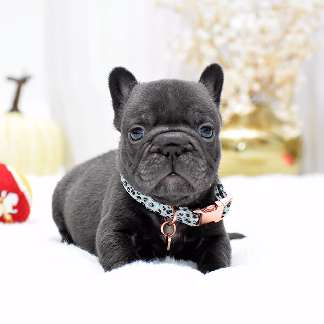Male Chocolate DOB 09.20 French Bulldog photo