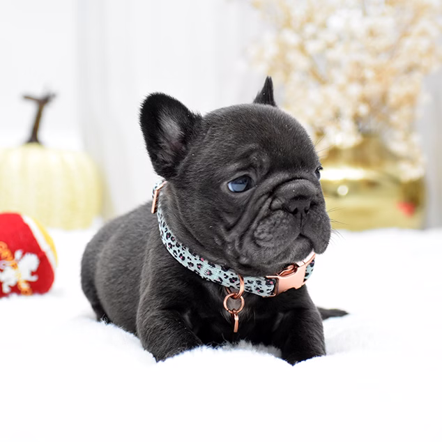 Male Chocolate DOB 09.20 French Bulldog photo