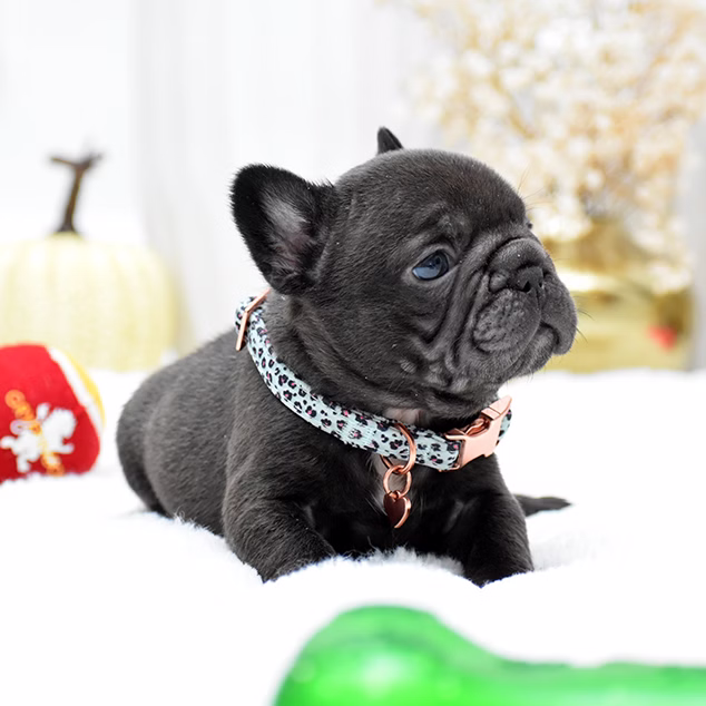 Male Chocolate DOB 09.20 French Bulldog photo