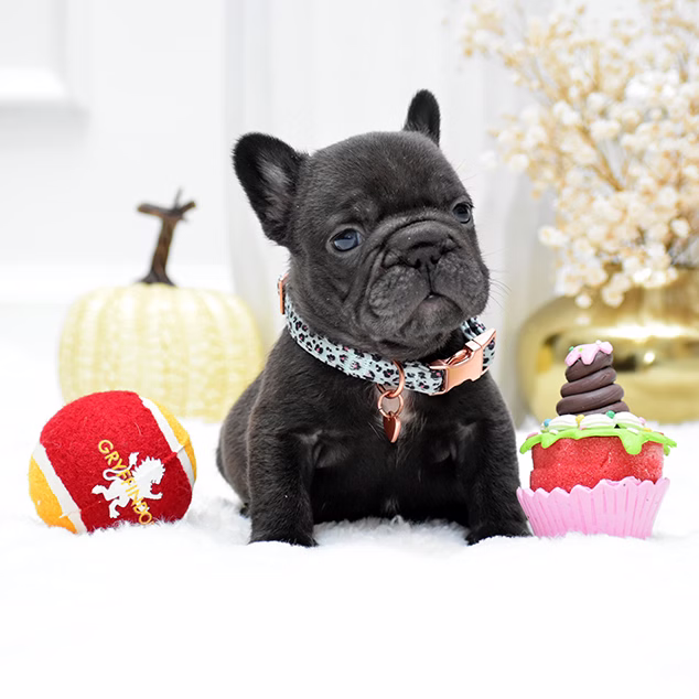 Male Chocolate DOB 09.20 French Bulldog photo