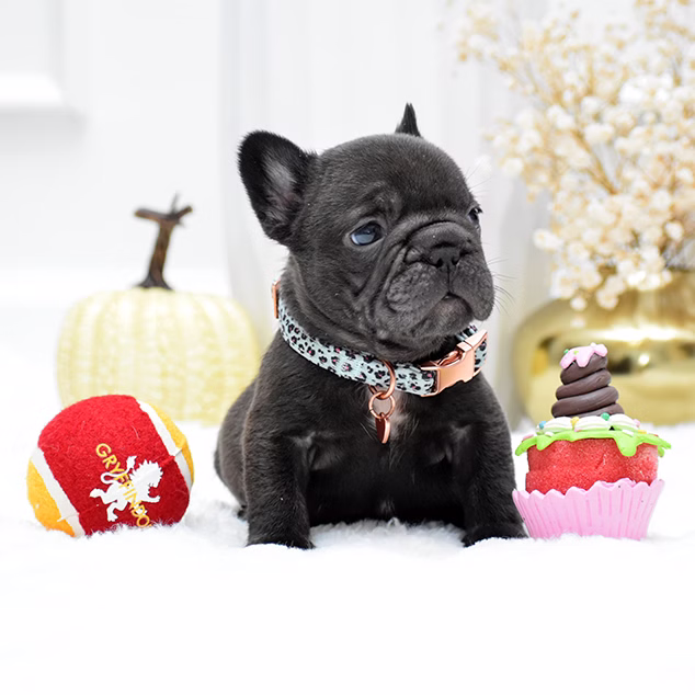Male Chocolate DOB 09.20 French Bulldog photo