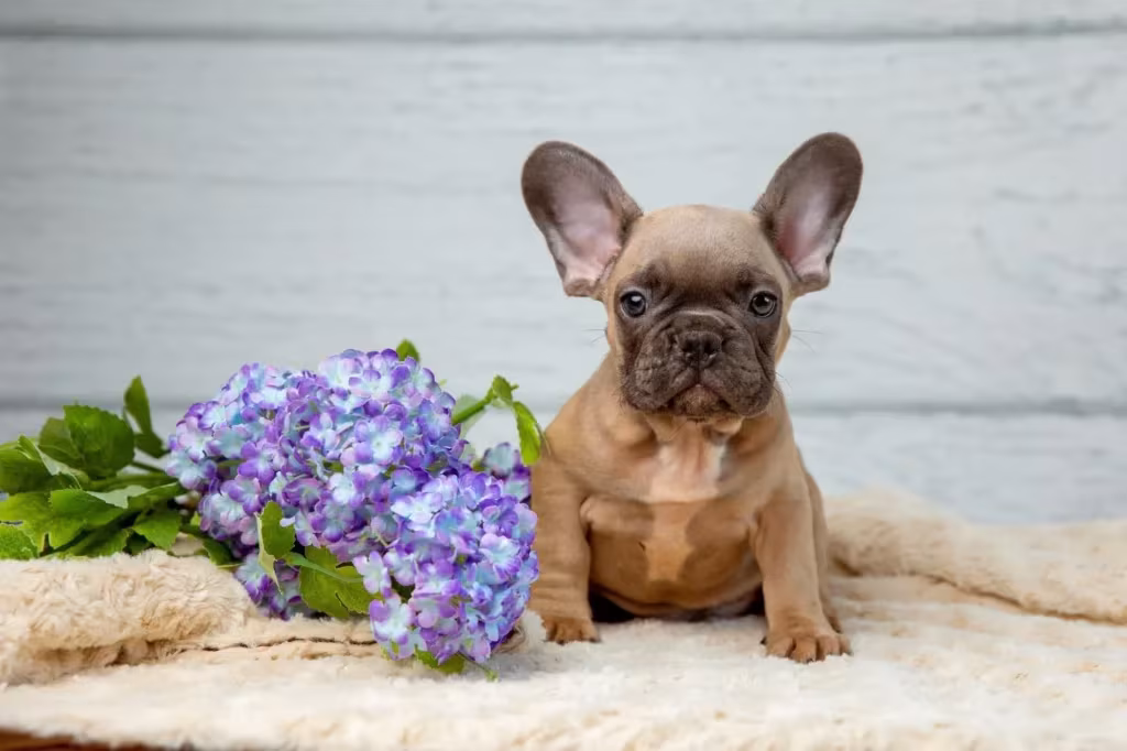 Fluffy, Blue, Lilac French Bulldogs – What’s the Difference?