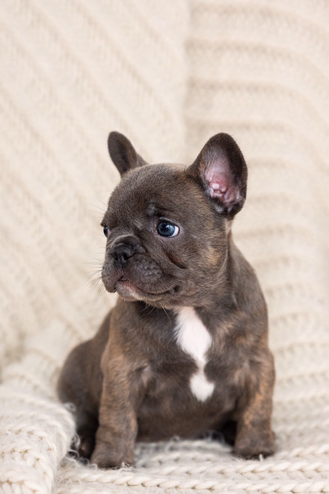French Bulldog, female, merle tan, puppy with health guarantee and pedigree available a Alabama, Florida, Georgia, North Carolina, South Carolina, Tennessee, California, Illinois, Colorado, Texas