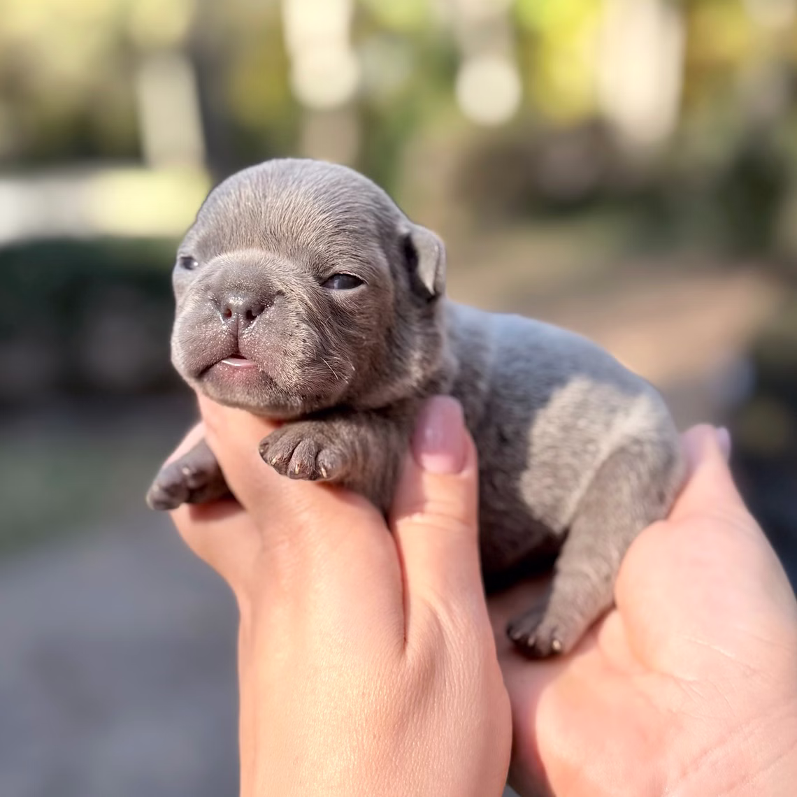 Male Blue 10.25.2025 Ready 12.24 French Bulldog photo