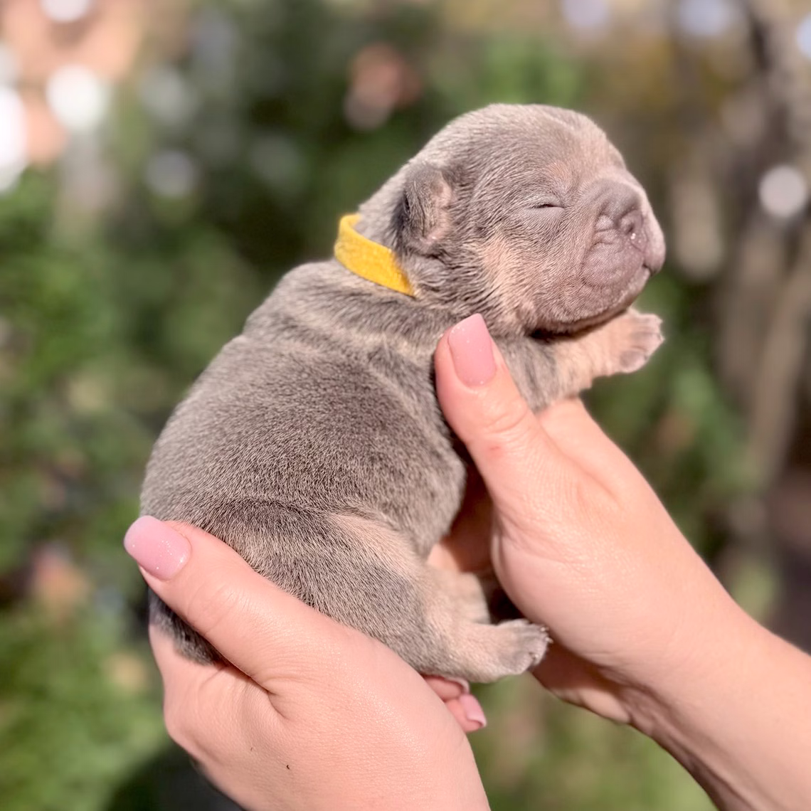 Male Blue Tan DOB 10.25.2025 Ready 12.24 French Bulldog photo