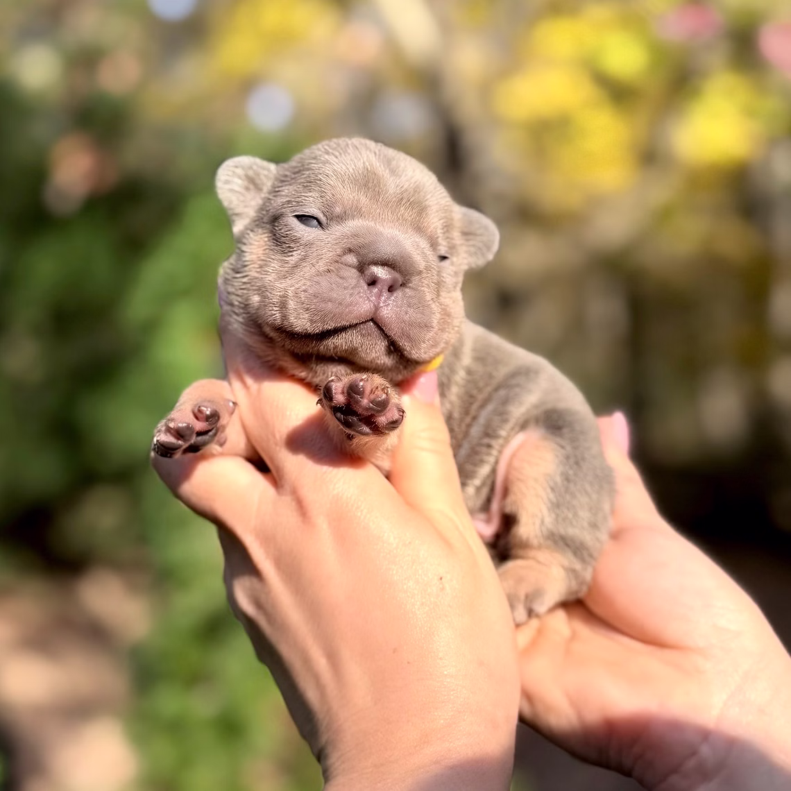 Male Blue Tan DOB 10.25.2025 Ready 12.24 French Bulldog photo