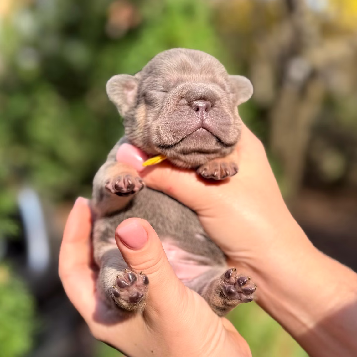 Male Blue Tan DOB 10.25.2025 Ready 12.24 French Bulldog photo