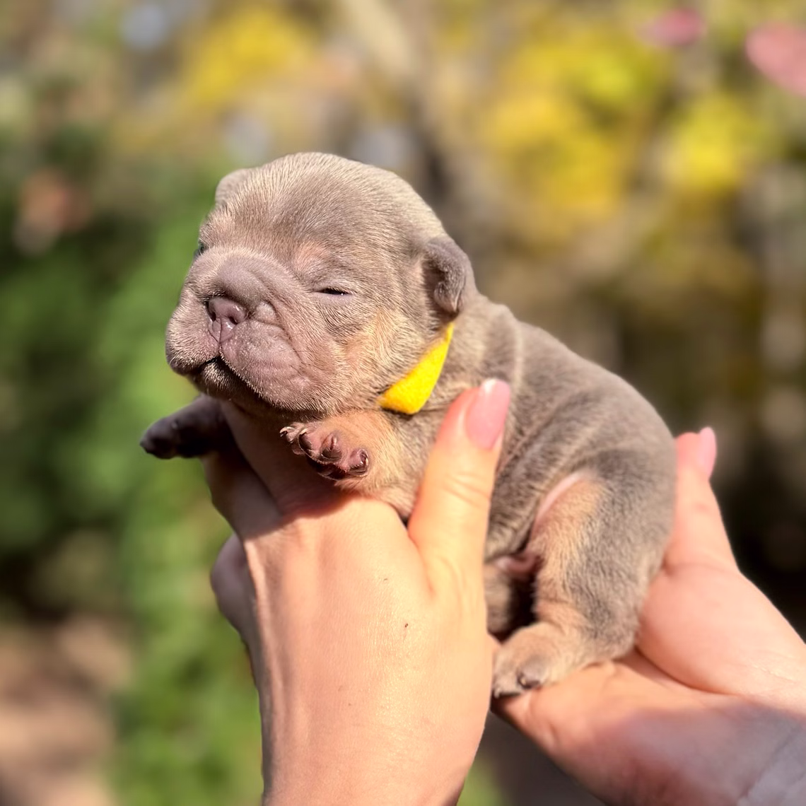 Male Blue Tan DOB 10.25.2025 Ready 12.24 French Bulldog photo
