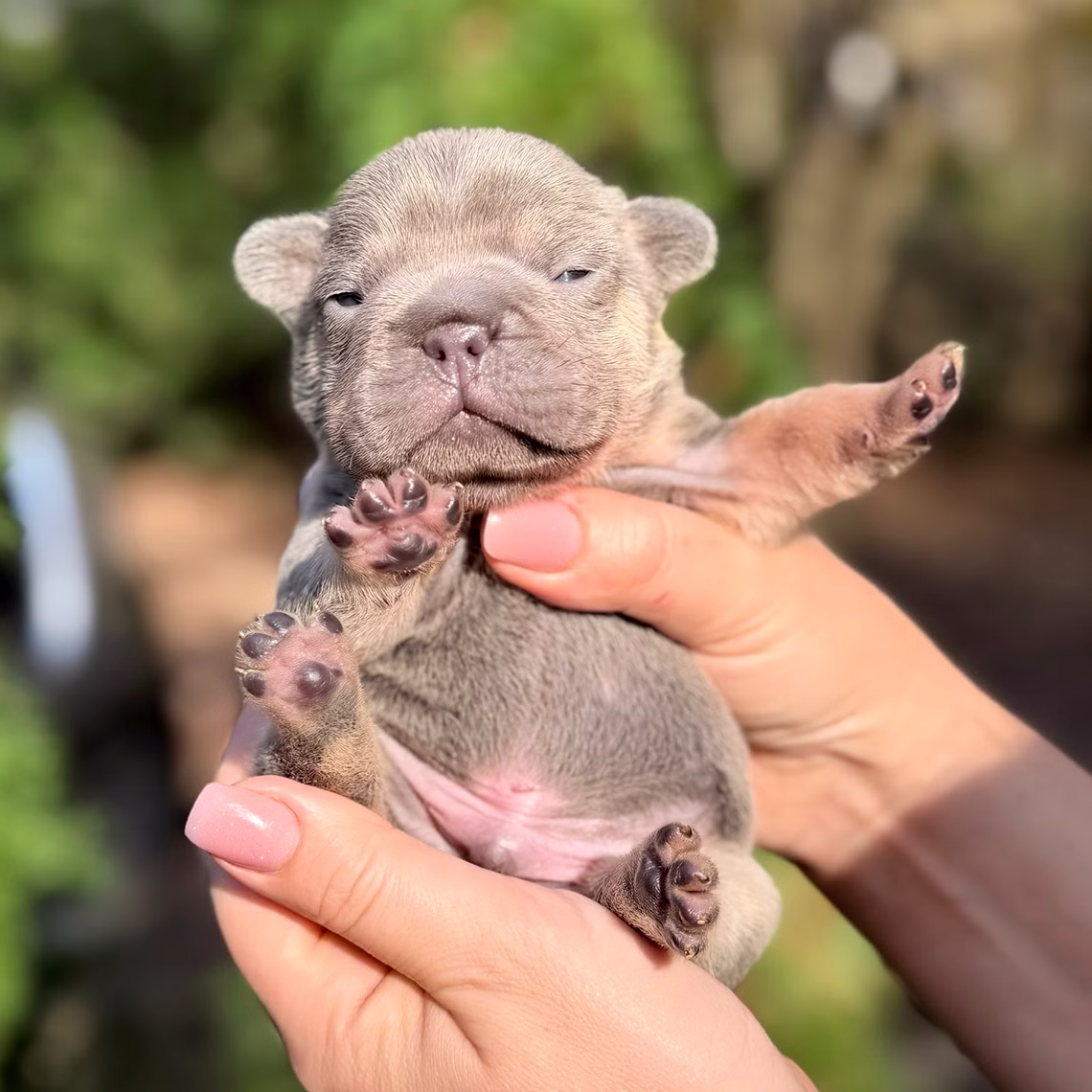 Male Blue Tan DOB 10.25.2025 Ready 12.24 French Bulldog photo