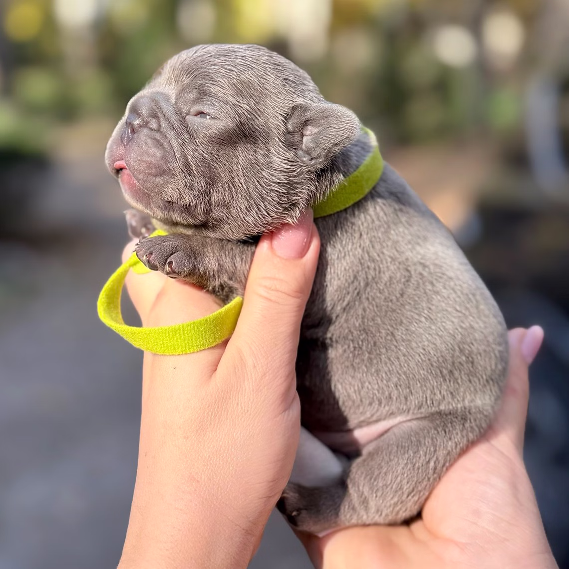 Male Blue 10.25.2025 Ready 12.24 French Bulldog photo