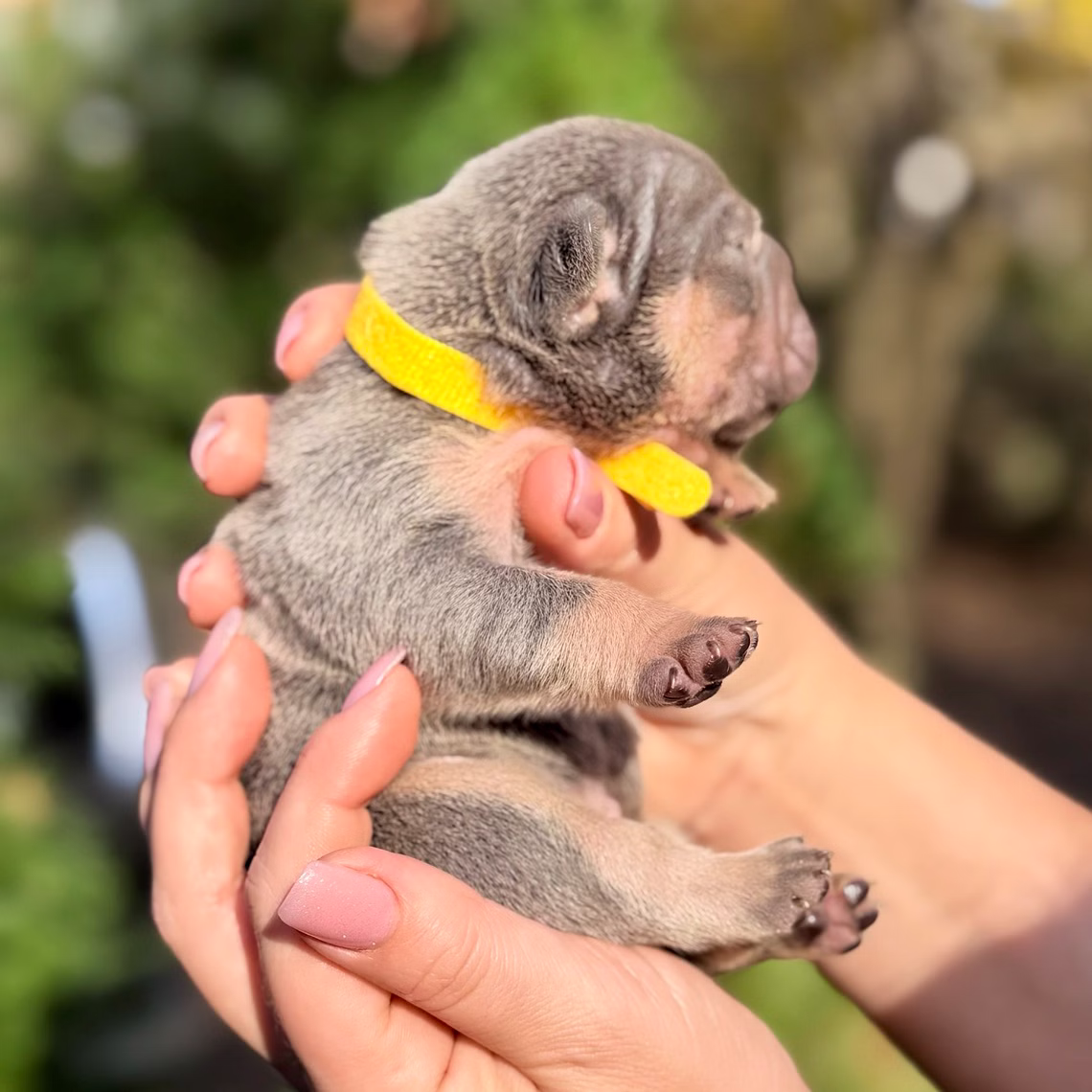 Male Blue Tan DOB 10.25.2025 Ready 12.24 French Bulldog photo