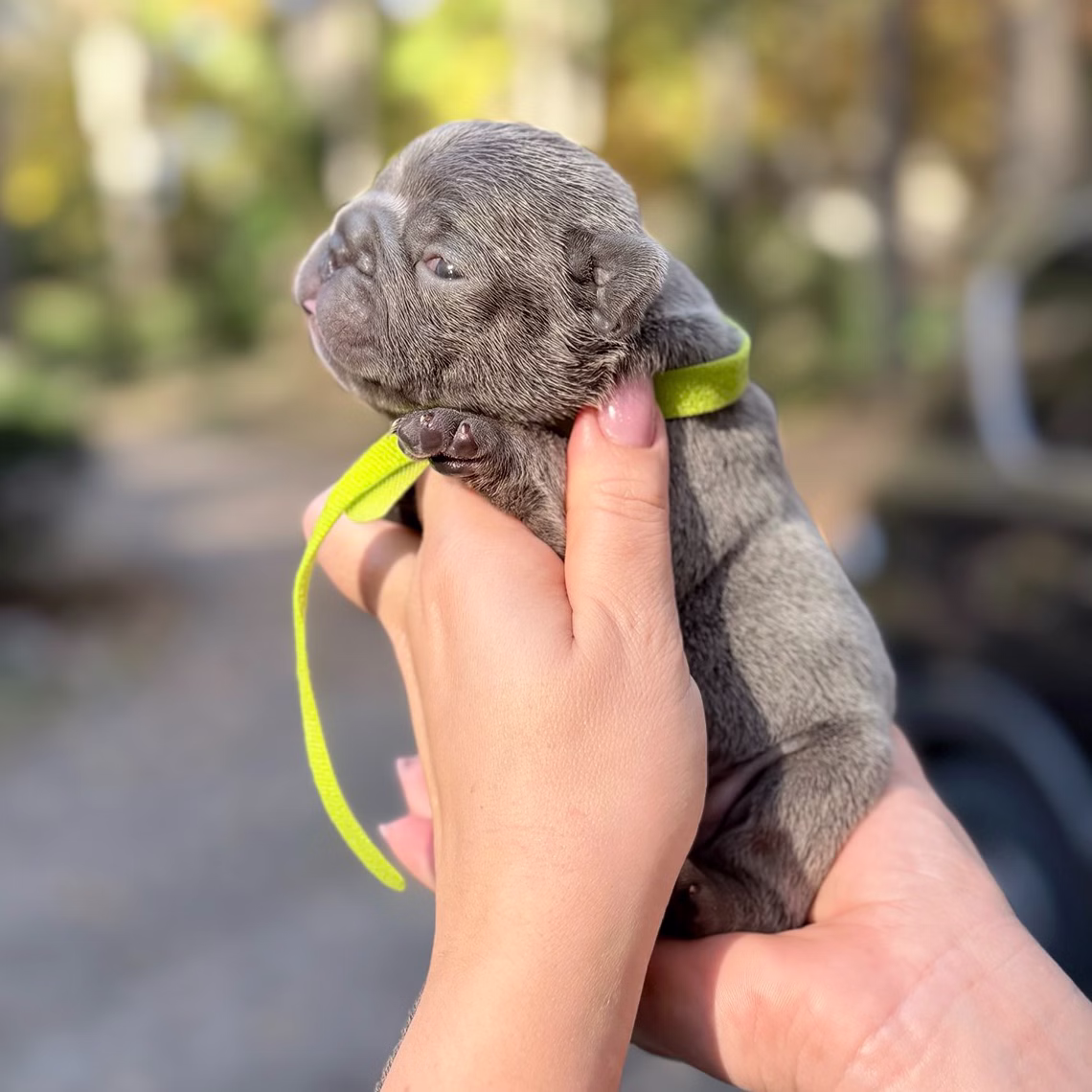 Male Blue 10.25.2025 Ready 12.24 French Bulldog photo